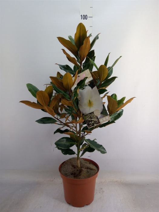 <h4>Magnolia grandiflora</h4>