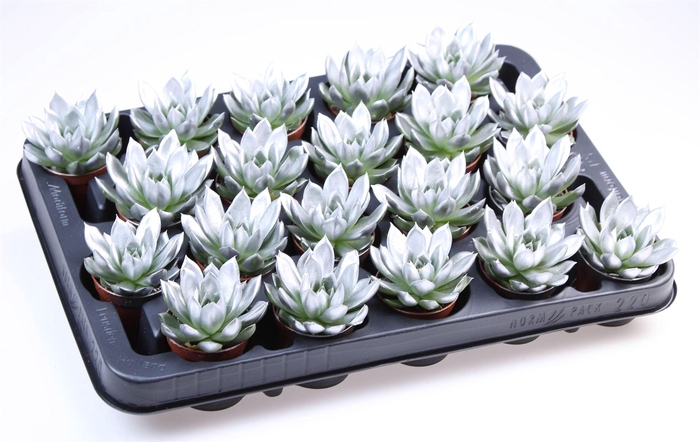 <h4>Echeveria  'Miranda'</h4>