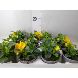 Viola wr. 'Alpha Yellow'