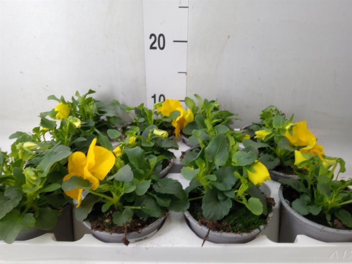 <h4>Viola wr. 'Alpha Yellow'</h4>