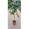 Citrus Limon stam