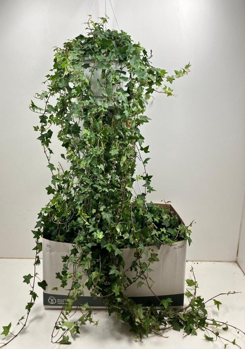 <h4>HED HE PITTSBURGH</h4>