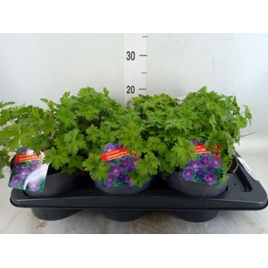 Geranium  'Johnson Blue'