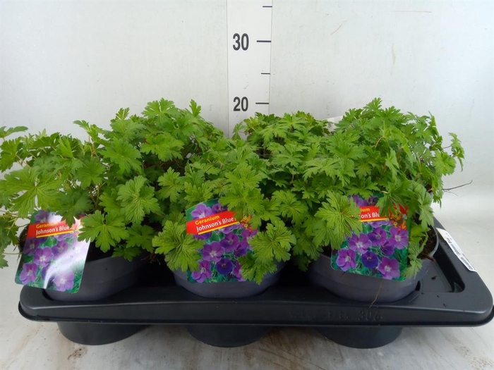 <h4>Geranium  'Johnson Blue'</h4>