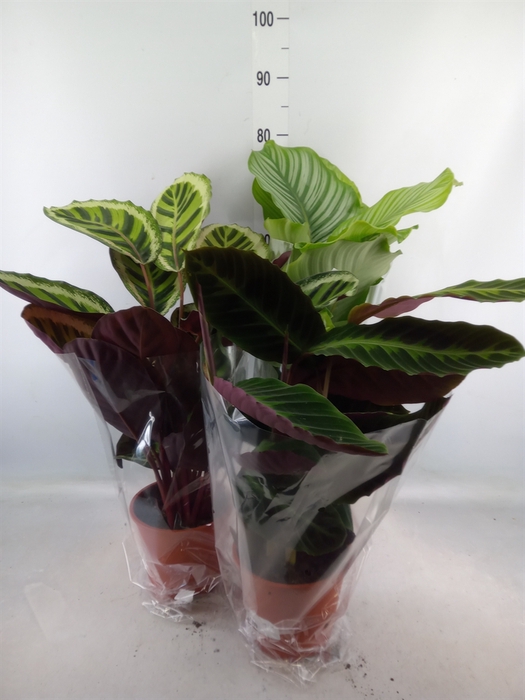 <h4>Calathea   ...mix</h4>