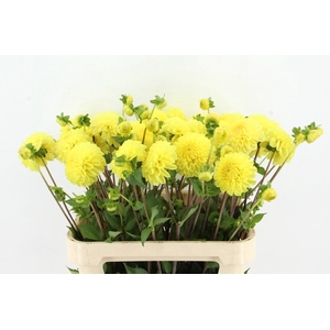 DAHL YELLOW SYMPHONIE