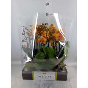 Phalaenopsis   ...orange