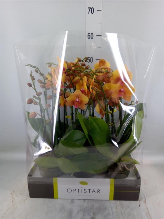 <h4>Phalaenopsis   ...orange</h4>