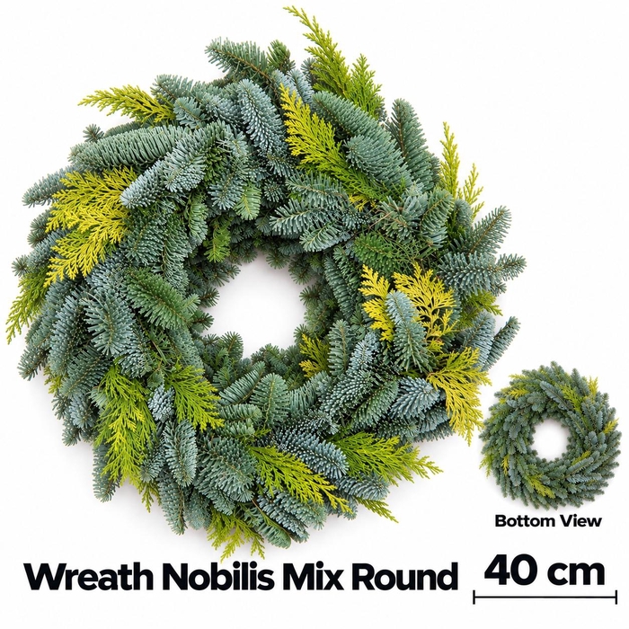 <h4>ABIES NOBILIS BLAUW</h4>