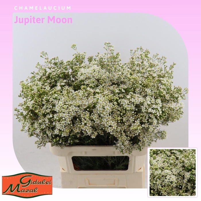 <h4>Chamelaucium uncinatum 'Jupiter Moon'</h4>