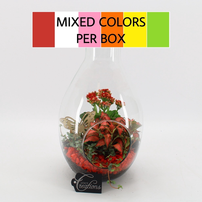 <h4>Opm BACR-2505M Basic Fundamentals Terrarium</h4>