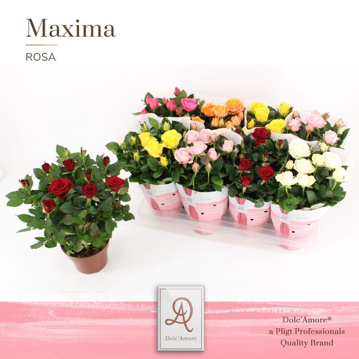 <h4>Rosa Mix Dolc'Amore Maxima</h4>