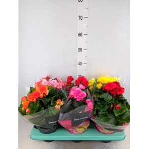 Begonia elat. DU   ...mix