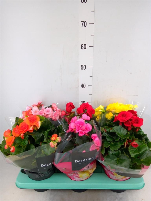 <h4>Begonia elat. DU   ...mix</h4>