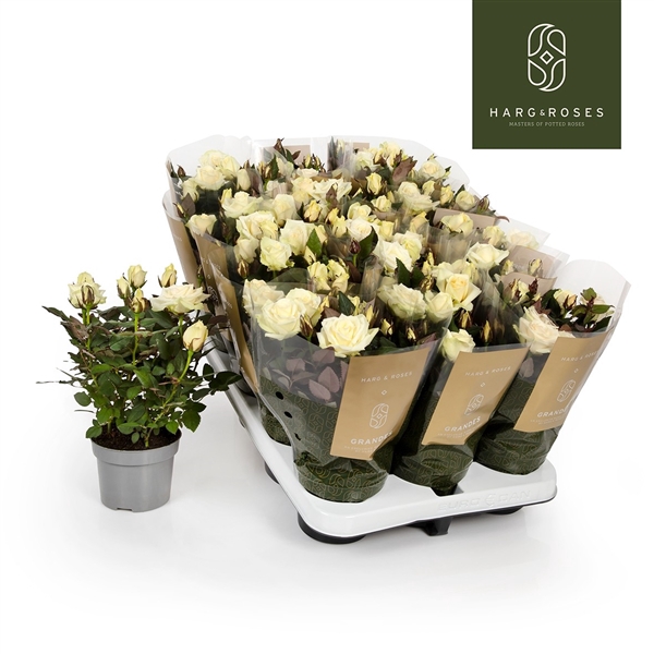 <h4>Rosa Kordana Grande Pearl (Wit)</h4>