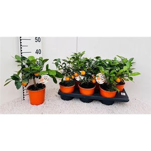 Citr Microcarpa 3 Fruits
