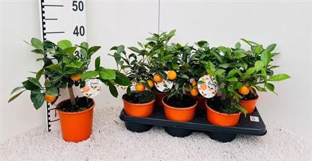 <h4>Citr Microcarpa 3 Fruits</h4>