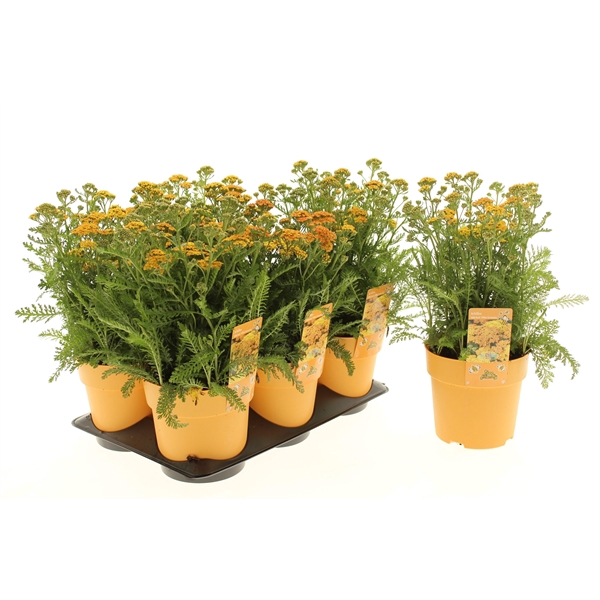 <h4>Achillea millefolium Milly Rock Yellow Terracotta</h4>