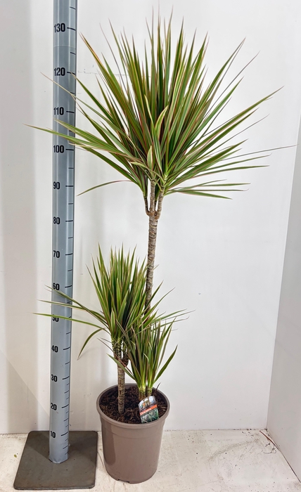 <h4>DRA MARG BICOLOR</h4>