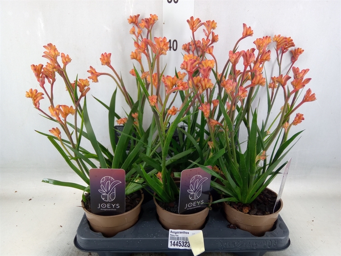 <h4>Anigozanthos   ...</h4>