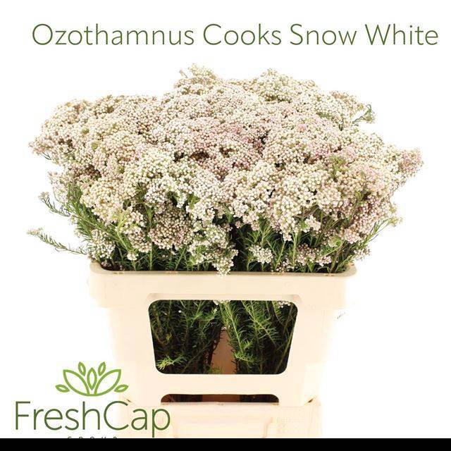 <h4>OZOTH COOKS SNOW WHI</h4>