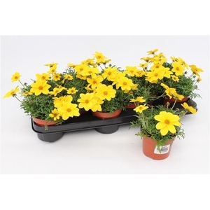 Bidens Compact