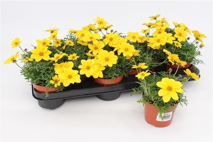 <h4>Bidens Compact</h4>