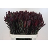 Leucadendron Saf Sunset Dark Red