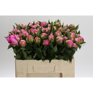 Paeonia Dr A Fleming