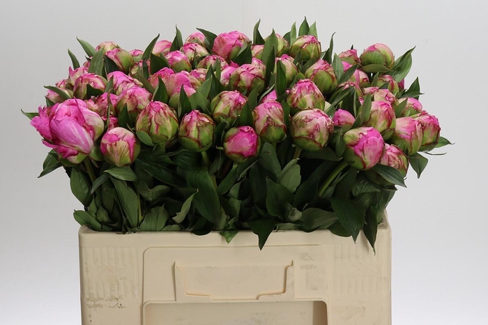 <h4>Paeonia Dr Alexander Fleming</h4>