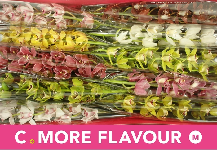 <h4>CYMB MI GEM</h4>