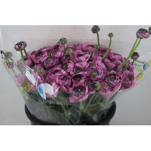 Ran Cloni Sup Cappucino Purple