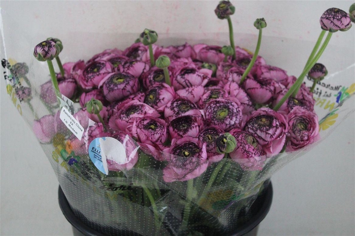 <h4>Ran Cloni Sup Cappucino Purple</h4>