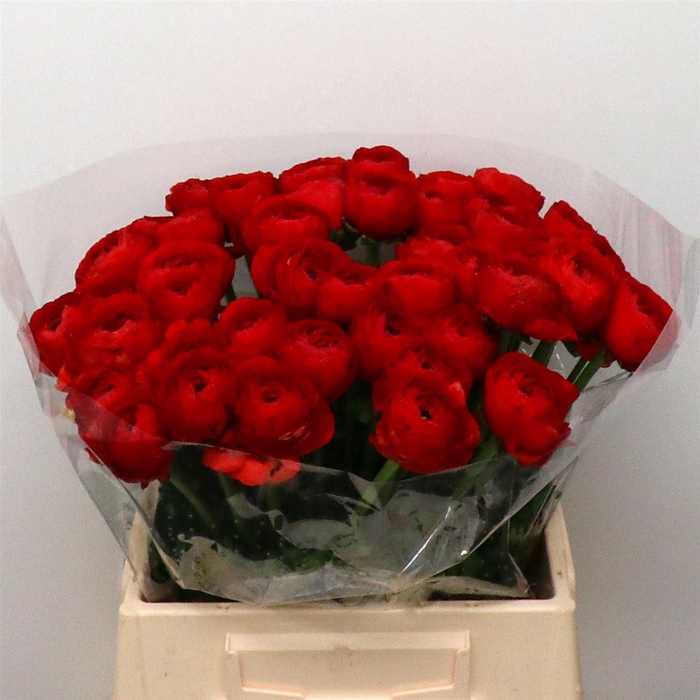 <h4>Ran Su Tango Red Super</h4>