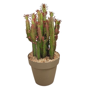 EUPHORBIA TRIGONA RUBRA - POT Ø 25 (SUCCULENTEN)