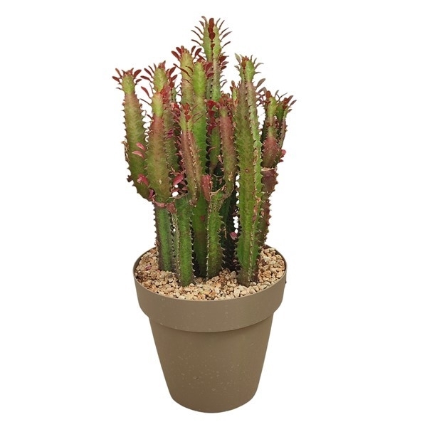 <h4>EUPHORBIA TRIGONA RUBRA - POT Ø 25 (SUCCULENTEN)</h4>