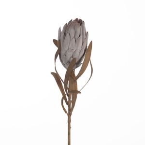 Af Protea Queen L62cm Camel