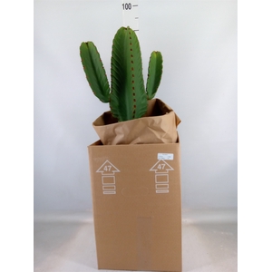 Euphorbia ingens