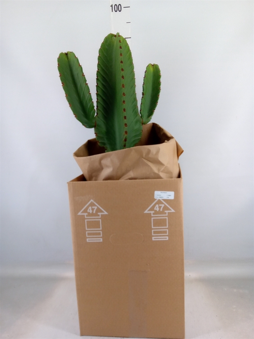 <h4>Euphorbia ingens</h4>