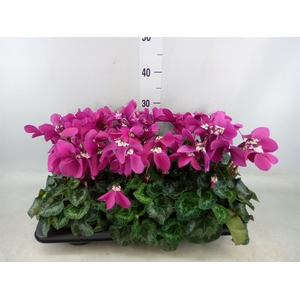 Cyclamen GR 'Fleur En Vogue'