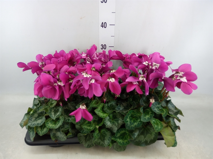 <h4>Cyclamen GR 'Fleur En Vogue'</h4>