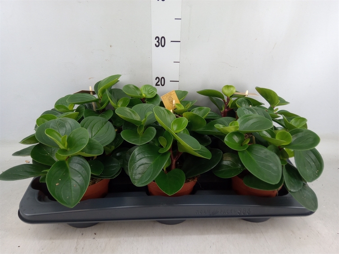 <h4>Peperomia obt. 'Red Canyon'</h4>