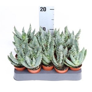 Aloe reitzii