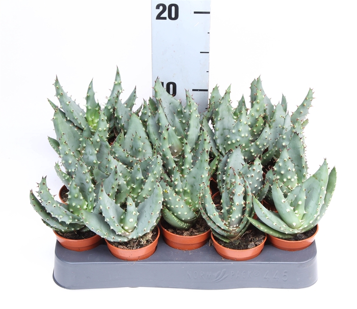 <h4>Aloe reitzii</h4>