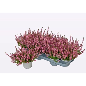 CALLU WIBOS GEM