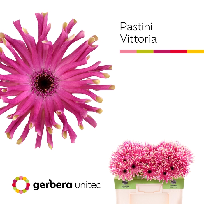<h4>Gerbera Pastini Vittoria Water</h4>