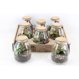 arr3 WR - Terrarium 10