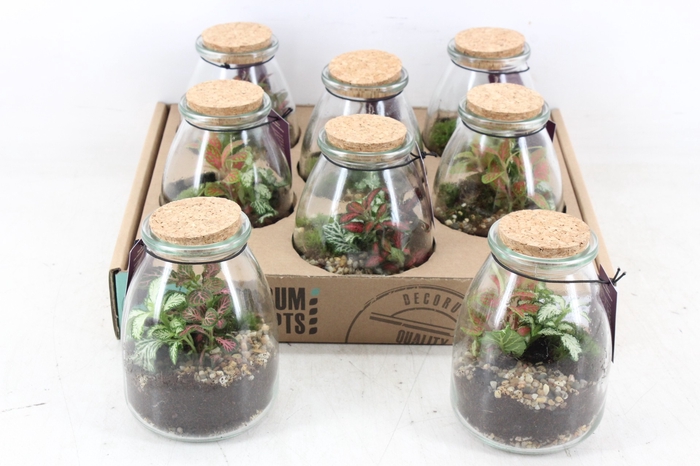 <h4>arr3 WR - Terrarium 10</h4>