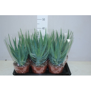 Aloe Arborescens