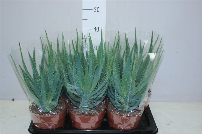 <h4>Aloe Arborescens</h4>